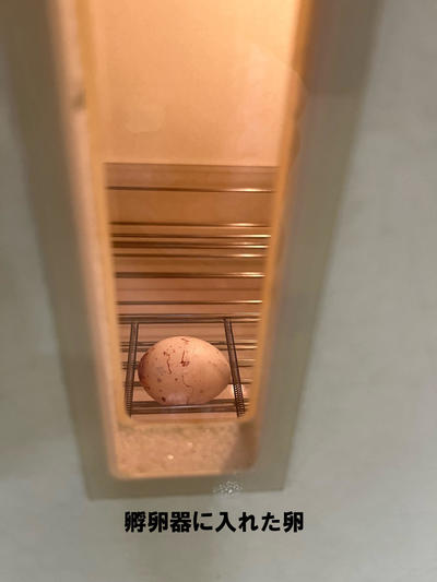 孵卵器に入れた卵.jpg